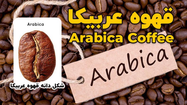 شکل قهوه عربیکا و قهوه عربیکا چیه؟